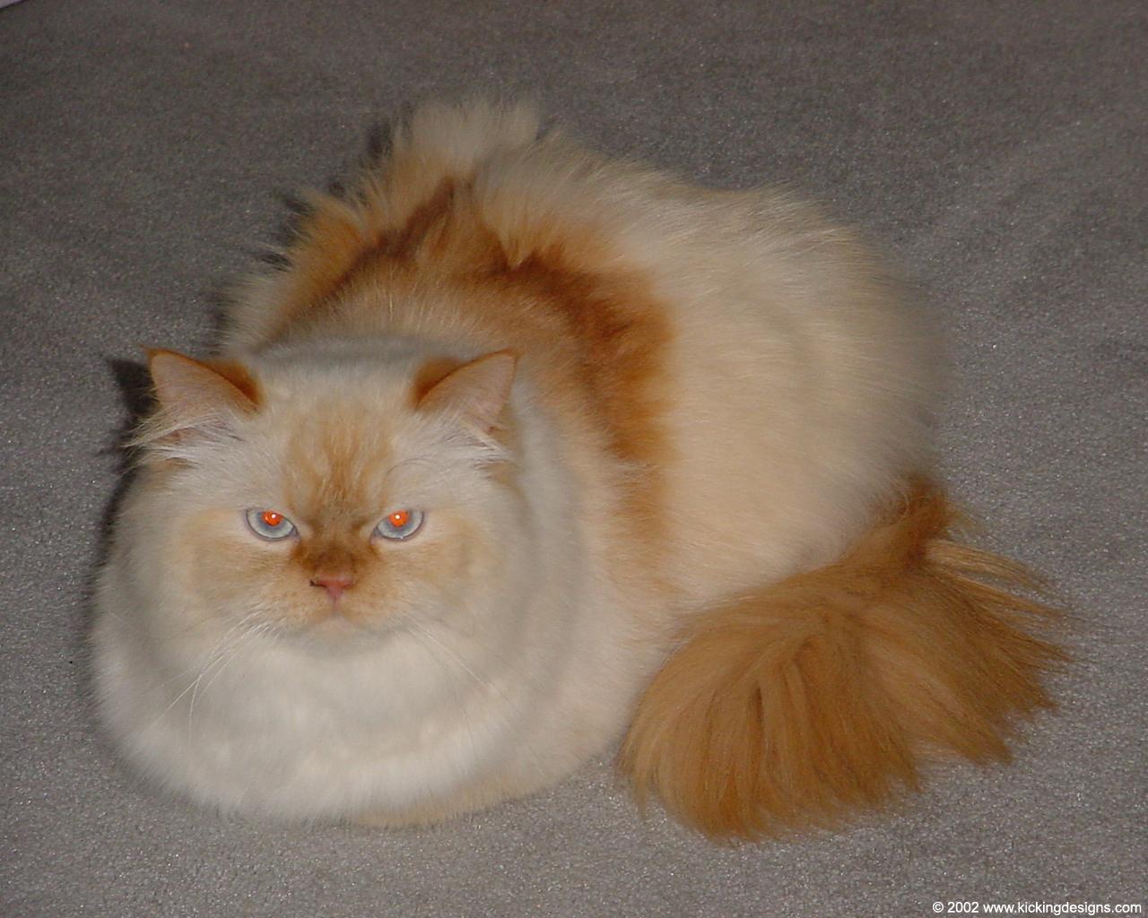 This! 22+ Reasons for Flame Point Himalayan: She is definitely a flame point, though she will likely be lightly pigmented for a long time as her father was not too dark himself. This! 22+ Reasons for Flame Point Himalayan: She is definitely a flame point, though she will likely be lightly pigmented for a long time as her father was not too dark himself.