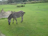 Animal Kingdom 01 - Zebra eating grass