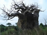 Animal Kingdom 02 - Giant African tree