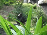 Animal Kingdom 03 - Gorilla looking up towards sun