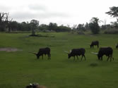 Animal Kingdom 04 - Cattle with long horns