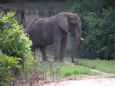 Animal Kingdom 05 - Elephant
