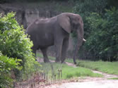 Animal Kingdom 05 - Elephant