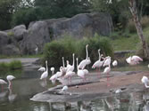 Animal Kingdom 07 - Flock of flamingos
