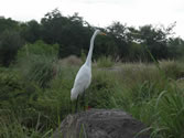 Animal Kingdom 08 - Exotic bird