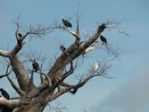 Animal Kingdom 11 - Vultures on a tree