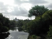 Animal Kingdom 13 - Expedition Everest and Tree of Life