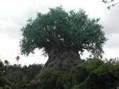 Animal Kingdom Wallpaper