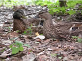 Animal Kingdom 17 - Two ducks