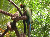 Animal Kingdom 18 - Parrot