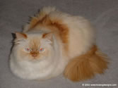 Beezley 01 - Flame Point Himalayan