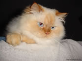 Beezley 02 - Flame Point Himalayan