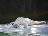 Bronx Zoo 020 -  
