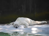 Bronx Zoo 020 -  