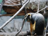 Bronx Zoo 027 -  