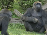 Bronx Zoo 029 -  