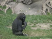 Bronx Zoo 030 -  