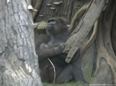 Bronx Zoo 031 -  