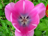 Flowers 005 - flowers