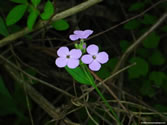 Flowers 007 - flowers