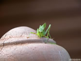 Grass Hopper 01 - Grass hopper