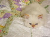 Lily 02 - Flame Point Himalayan / Persian mix kitten