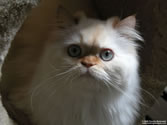 Lily 03 - Flame Point Himalayan / Persian mix kitten