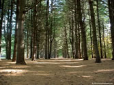 Outdoors 009 - People's Forest, Barkhamsted, CT