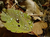 Outdoors 010 - People's Forest, Barkhamsted, CT