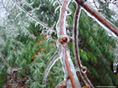Outdoors 012 - After an ice storm 11/17/2002 - Terryville, CT
