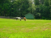 Outdoors 017 - White Memorial - Litchfield, CT