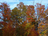 Outdoors 022 - Fall foliage in Winsted, Connecticut