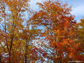 Outdoors 023 - Fall foliage in Winsted, Connecticut