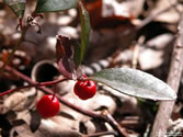 Outdoors 028 - 10-11-2004 - People's Forest, Barkhamsted, CT