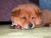 Rosie 01 - Chow Chow puppy