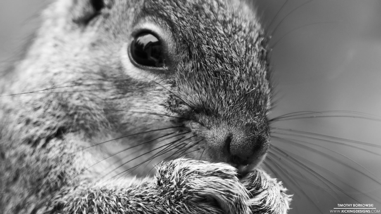 Squirrel 7192013 Wallpaper  Kicking Designs